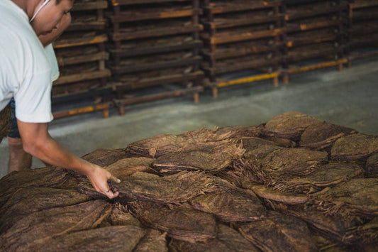 man touching a stack of dark tobacco