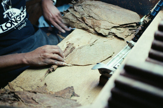 person rolling dried tobacco leaves