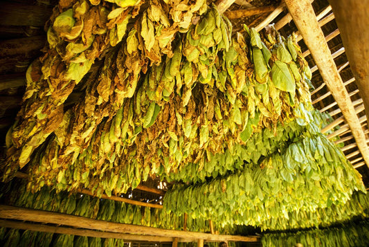 tobacco leaves hanging and drying in a barn