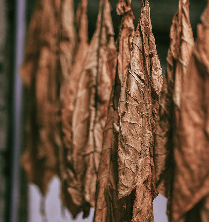 highest producer of tobacco Top 20 Country by Total Tobacco (Cigarette) Production (1960-2018) highest producer of tobacco Top 20 Country by Total Tobacco (Cigarette) Production (1960-2018)