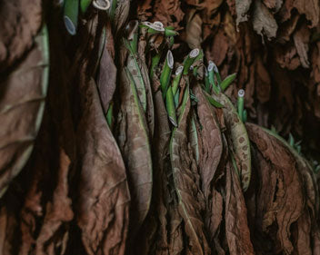strong, dark grabba leaves drying